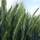 Spring triticale
