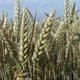 Hybrid wheat