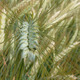 /data/images/SAATEN-UNION.com/Menu/Spring%20Triticale%206612(1).jpg