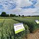 Winter wheat