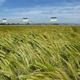 Spring malting barley