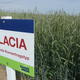 SU GLACIA