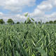 Oat