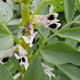Legumes
