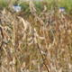 Soybean