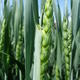 Hybrid wheat