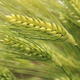 Winter feed barley